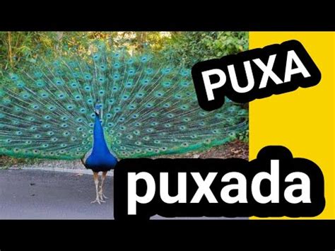 o que pavão puxa no jogo do bicho - puxada do pavão jogo bicho